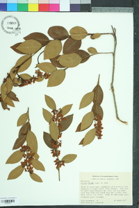 Lyonia lucida image
