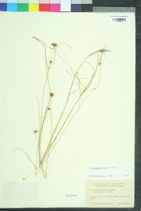 Rhynchospora alba image