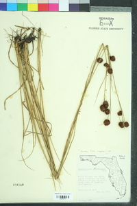 Rhynchospora cephalantha image