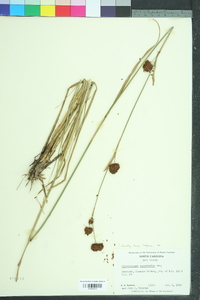 Rhynchospora cephalantha image