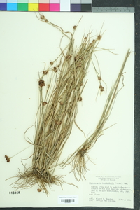 Rhynchospora fascicularis image