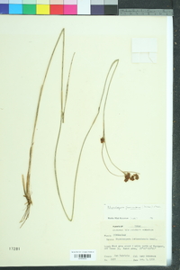 Rhynchospora scutellata image