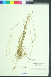 Rhynchospora globularis image