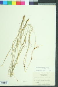 Rhynchospora capitellata image