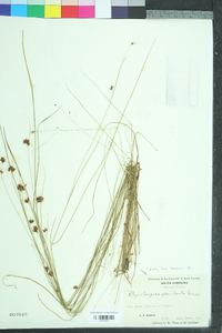 Rhynchospora gracilenta image