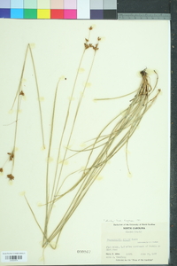 Rhynchospora grayi image