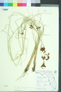 Rhynchospora microcarpa image