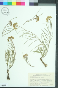 Asclepias michauxii image