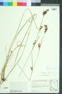 Rhynchospora caduca image