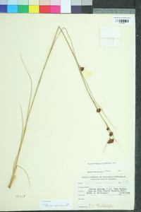 Rhynchospora cephalantha image