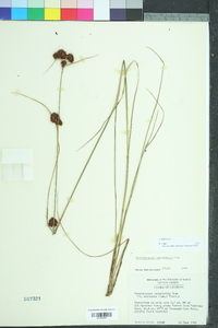 Rhynchospora cephalantha image