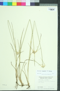 Rhynchospora colorata image