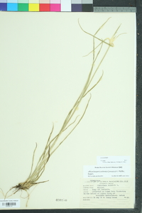 Rhynchospora colorata image