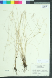 Rhynchospora rariflora image