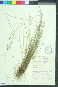 Rhynchospora rariflora image