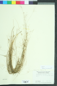 Rhynchospora rariflora image