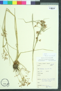 Rhynchospora scirpoides image