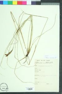 Rhynchospora torreyana image