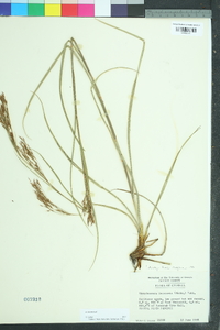 Rhynchospora inexpansa image