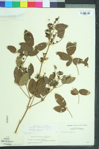 Rhynchosia tomentosa image