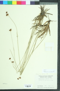 Rhynchospora baldwinii image