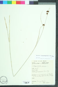 Rhynchospora chalarocephala image