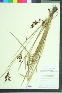 Rhynchospora elliottii image