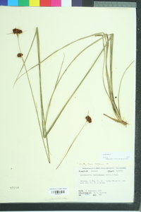Rhynchospora fascicularis image