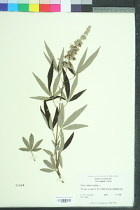 Vitex agnus-castus image