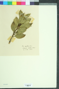 Ilex aquifolium image