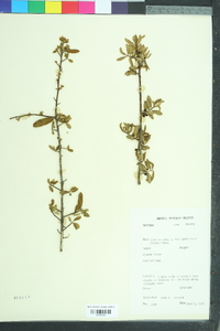 Ilex myrtifolia image