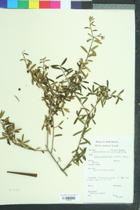 Ilex myrtifolia image