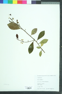 Ilex coriacea image