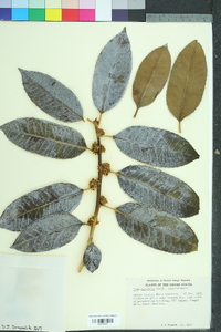 Ilex latifolia image