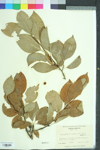 Ilex ambigua image