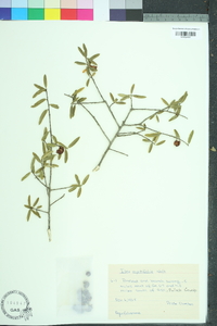 Ilex myrtifolia image