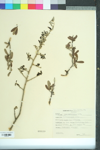 Ilex myrtifolia image