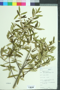 Ilex myrtifolia image