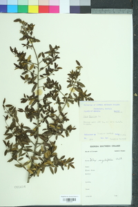 Ilex myrtifolia image