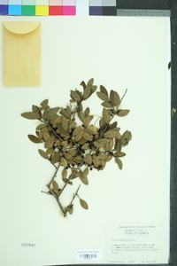 Ilex vomitoria image