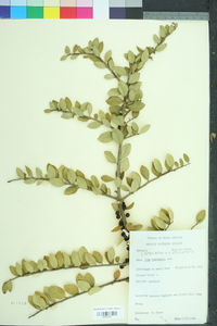 Ilex vomitoria image