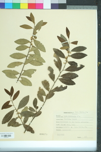 Ilex vomitoria image