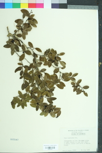 Ilex vomitoria image