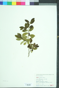 Ilex vomitoria image