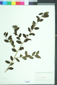 Ilex vomitoria image