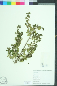 Ilex vomitoria image