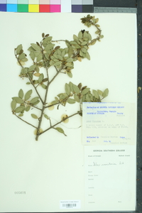 Ilex vomitoria image