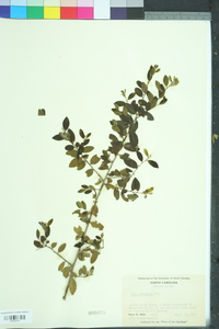 Ilex vomitoria image