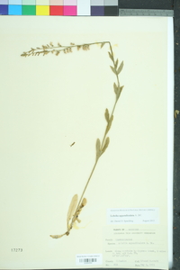 Lobelia appendiculata image