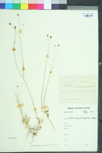 Wahlenbergia marginata image